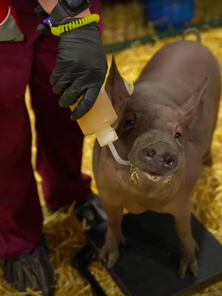 El chip cerebral de Elon Musk funciona en un cerdo