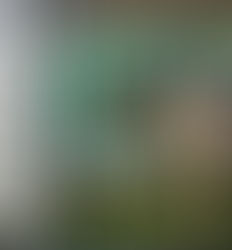 Enseñan a vacas a usar letrinas para reducir emisiones