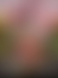 Chiapa siempre está de fiesta