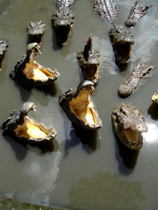 El 21 % de las especies de reptiles está en peligro de extinción