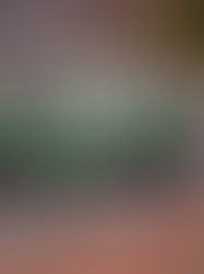 Rojas listo para LeMans