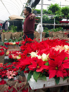 Productores de sie7e estados aseguran abasto de Nochebuena en 2022