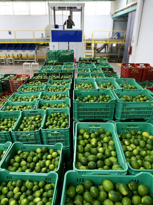 Productores de limón paran actividades en por asesinato de compañero