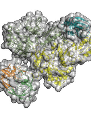 Revelan una nueva vulnerabilidad del VIH que podría ser objeto de fármacos