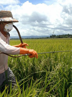 Apoyan rechazo a glifosato y semillas transgénicas