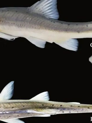 Encuentran una nueva especie de pez dorado, el cual parece seguir evolucionando
