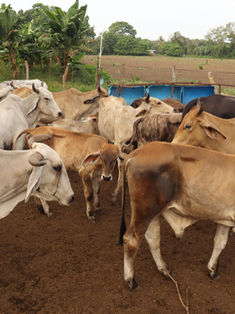 La industria cárnica prevé "inminente" reapertura de exportaciones a EUA