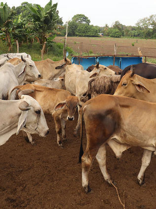 La industria cárnica prevé "inminente" reapertura de exportaciones a EUA