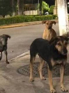 Maltrato animal debe denunciarse ante las autoridades competentes 