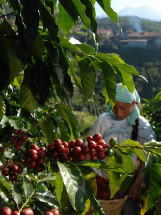 Premian a productores chiapanecos ganadores del certamen “Taza de Excelencia”