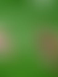 Austria da la sorpresa y sella un histórico pase a octavos