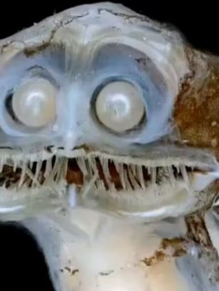 El pez telescopio que parece salido de una película de ciencia ficción y causó furor tras el streaming del Conicet