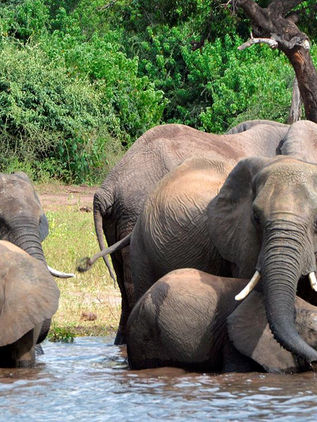 Elefantes en Botswana, de nuevo en la mira de cazadores