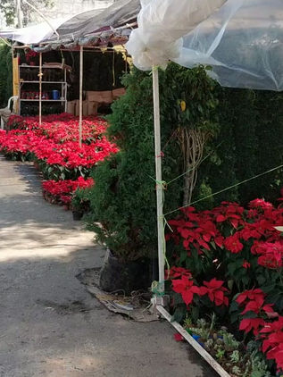 Comienza venta de nochebuenas