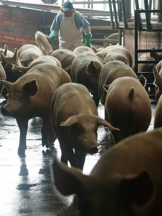 México destaca su posición como productor de carne de cerdo en América Latina