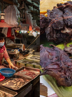 China reanuda la venta de murciélagos