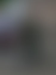 Espera AMLO que Guardia Nacional iguale éxito de Plan DN-III