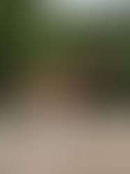 Señalan a India como el lugar donde surgieron los animales ungulados