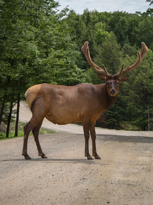 Señalan a India como el lugar donde surgieron los animales ungulados