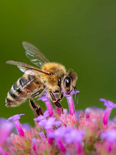 Las abejas siguen líneas en el paisaje, como los primeros aviadores