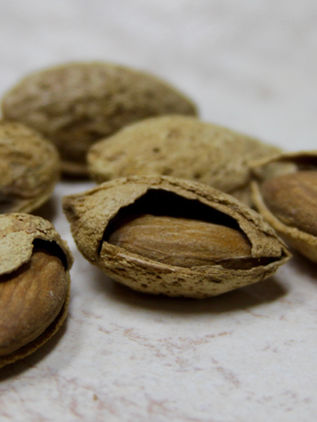 Jóvenes científicos crean biocombustible con cáscaras de almendra