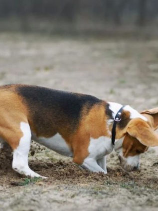 Los perros podrían ser clave para detectar la fiebre del Valle en humanos