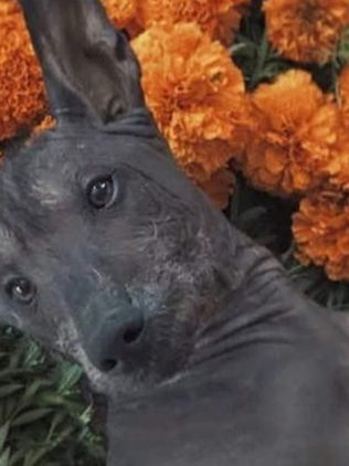 El xoloitzcuintle y el camino hacia el Mictlán