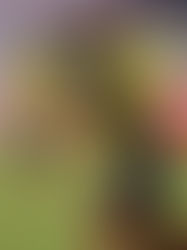 Montero prefirió a México