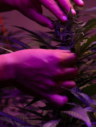 México, estancado en el camino hacia la legalización del cannabis