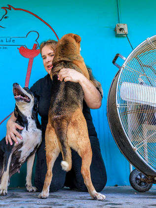 Mascotas abandonadas por migrantes deportados agravan crisis de refugios animales en EUA