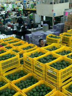 Aguacateros confían en que las exportaciones a EUA sigan por “buen camino”