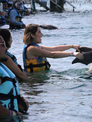 Diputados avalan prohibir uso de mamíferos marinos en espectáculos