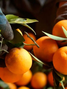 Elaboran un potencial biocombustible a partir de piel de naranja