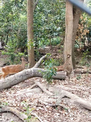 Sobrepoblación de venados pone en riesgo El Zapotal