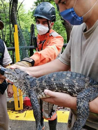 Resguarda el Zoomat caimán encontrado en calles de Tuxtla