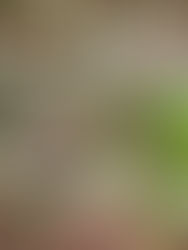 Hallan nuevos rastros de los cuatro niños desaparecidos tras accidente aéreo 