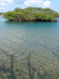 Lagunas de Catazajá, santuario del manatí