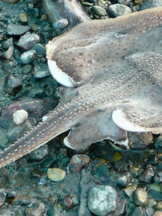 Algunos peces se adaptan al cambio climático sin cambiar su ADN