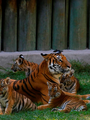 Cuatro cachorros de tigre deleitan a los visitantes de zoológico de Guadalajara