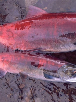 La crisis climática reduce el tamaño del salmón de Alaska, según un estudio