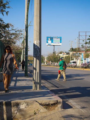 Trasplantarán todos los árboles de banquetas y camellones del “Circuito Interior, Chiapas de Corazón