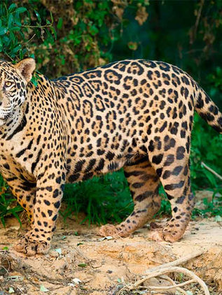 Urgente, que tráfico ilegal del jaguar sea delito grave