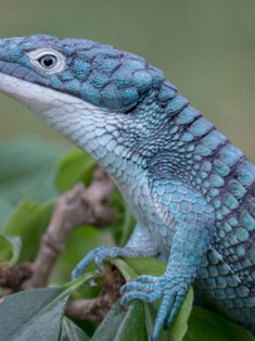Dragoncito azul mexicano: el extravagante reptil que está en peligro de extinción
