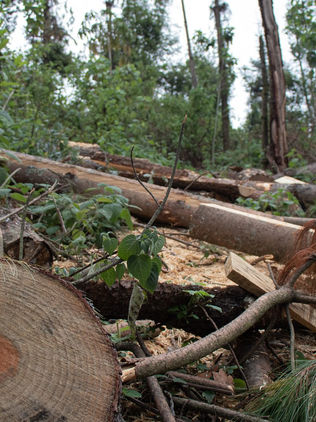 Difícil recuperar zonas impactadas por invasiones