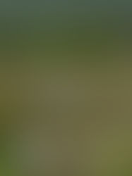 Destrucción de los humedales de Chiapas llegará a Cumbre Climática en Washington