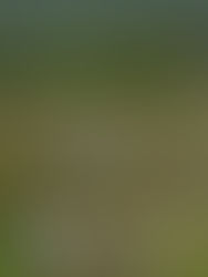 Destrucción de los humedales de Chiapas llegará a Cumbre Climática en Washington