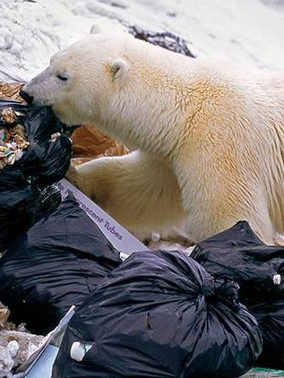 Sombrío panorama para la supervivencia de todas las especies 