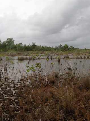 Desaparecen los colores de la laguna de Bacalar 