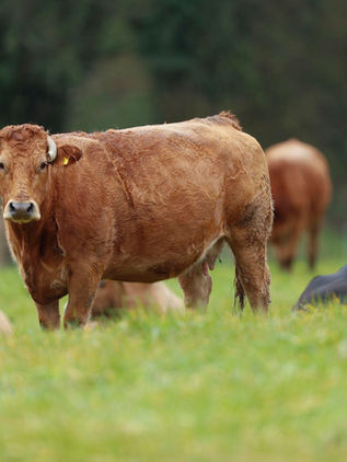 El uso mundial de antibióticos para el ganado podría aumentar un 30% en 2040