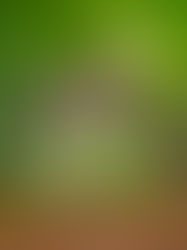 Mapean los focos de dengue en México